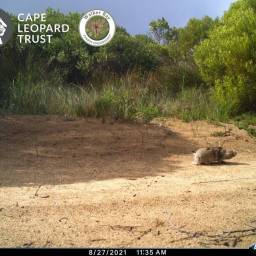 Cape dune molerat